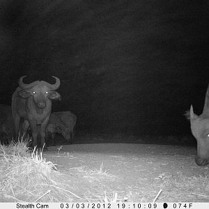 Buffalo on Trail Camera