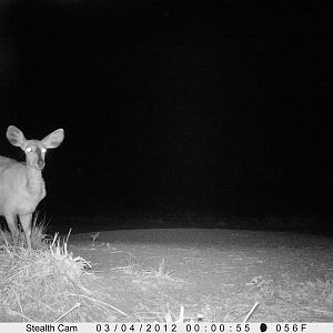 Bushbuck on Trail Camera