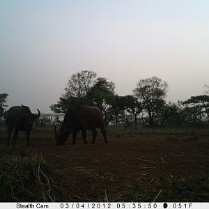 Buffalo on Trail Camera