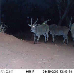 Giant Eland on Trail Camera