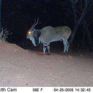 Giant Eland on Trail Camera