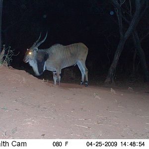 Giant Eland on Trail Camera