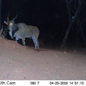 Giant Eland on Trail Camera