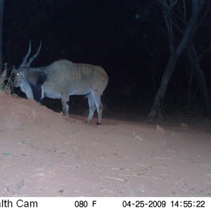 Giant Eland on Trail Camera