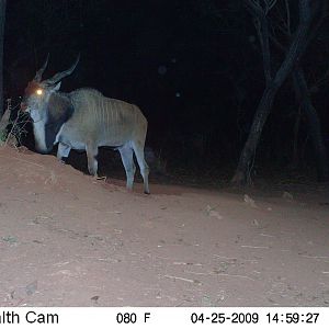 Giant Eland on Trail Camera