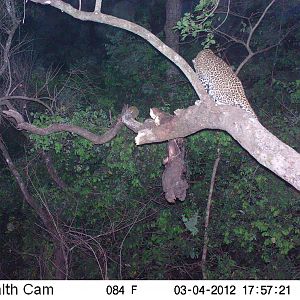 Leopard on Trail Camera