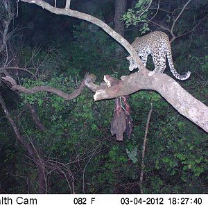 Leopard on Trail Camera