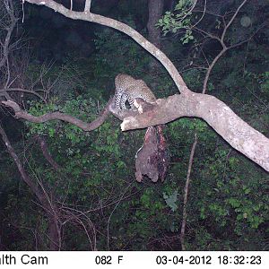 Leopard on Trail Camera