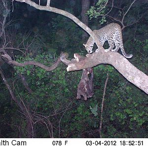 Leopard on Trail Camera