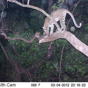 Leopard on Trail Camera