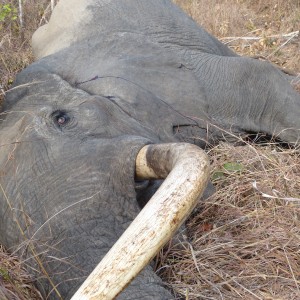 Hunting Elephant