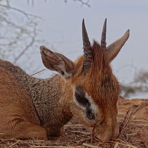 Hunting Kirk Dik-Dik