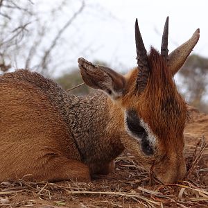 Hunting Kirk Dik-Dik