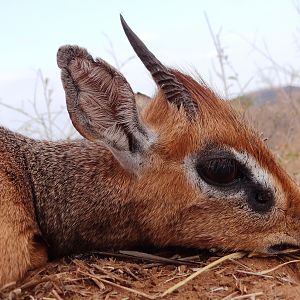 Hunting Kirk Dik-Dik