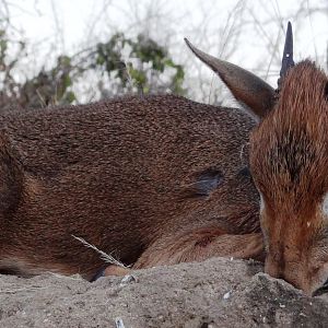 Hunting Kirk Dik-Dik