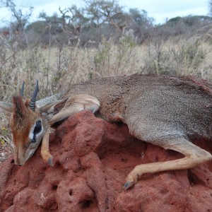 Hunting Kirk Dik-Dik