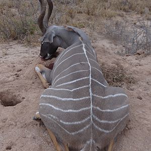 Hunting Lesser Kudu