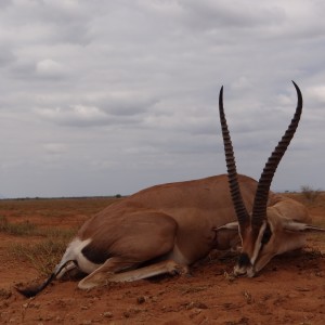 Hunting Grant Gazelle