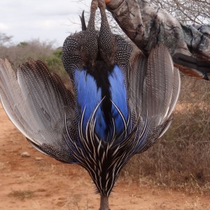 Hunting Guineafowl