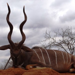 Hunting Lesser Kudu