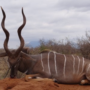 Hunting Lesser Kudu