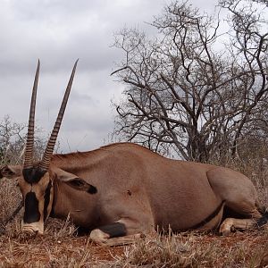 Hunting Fringe Eared Oryx