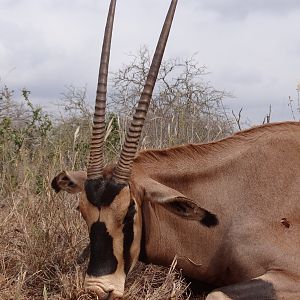 Hunting Fringe Eared Oryx