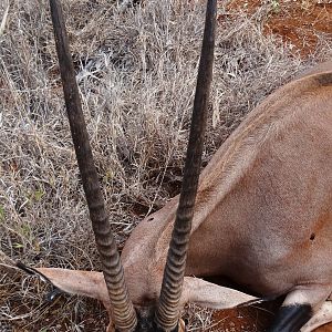 Hunting Fringe Eared Oryx