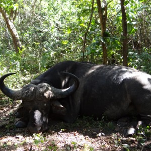 Hunting Buffalo