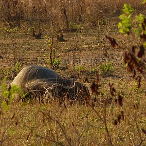 Buffalo