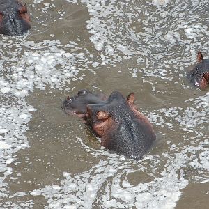 Hippo