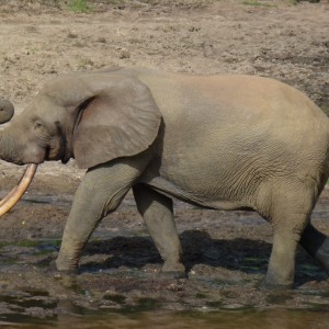 Elephant