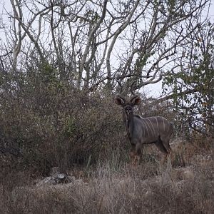 Kudu