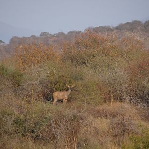 Kudu