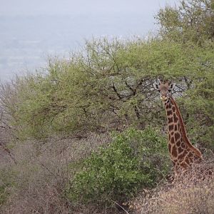 Giraffe