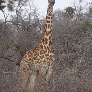 Giraffe