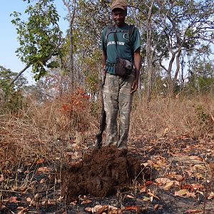 Elephant dung