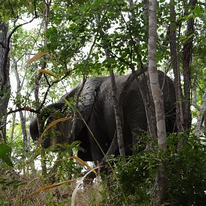 Elephant