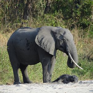 Elephant