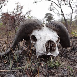 Buffalo skull