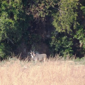 Eland