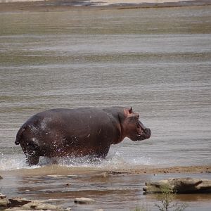 Hippo