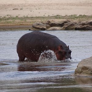 Hippo