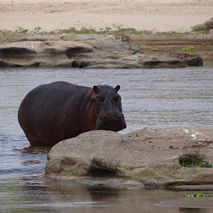 Hippo