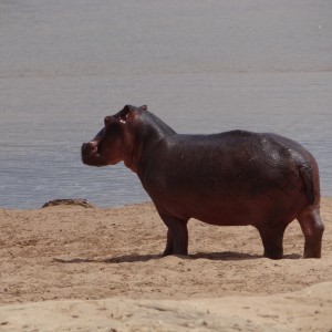 Hippo