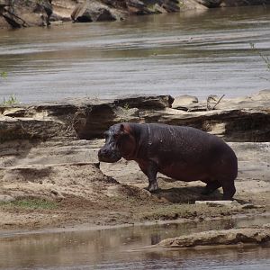 Hippo