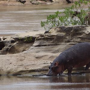 Hippo