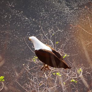 Fishing eagle