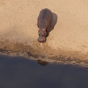 Hippo