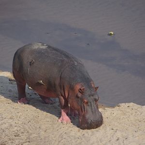 Hippo